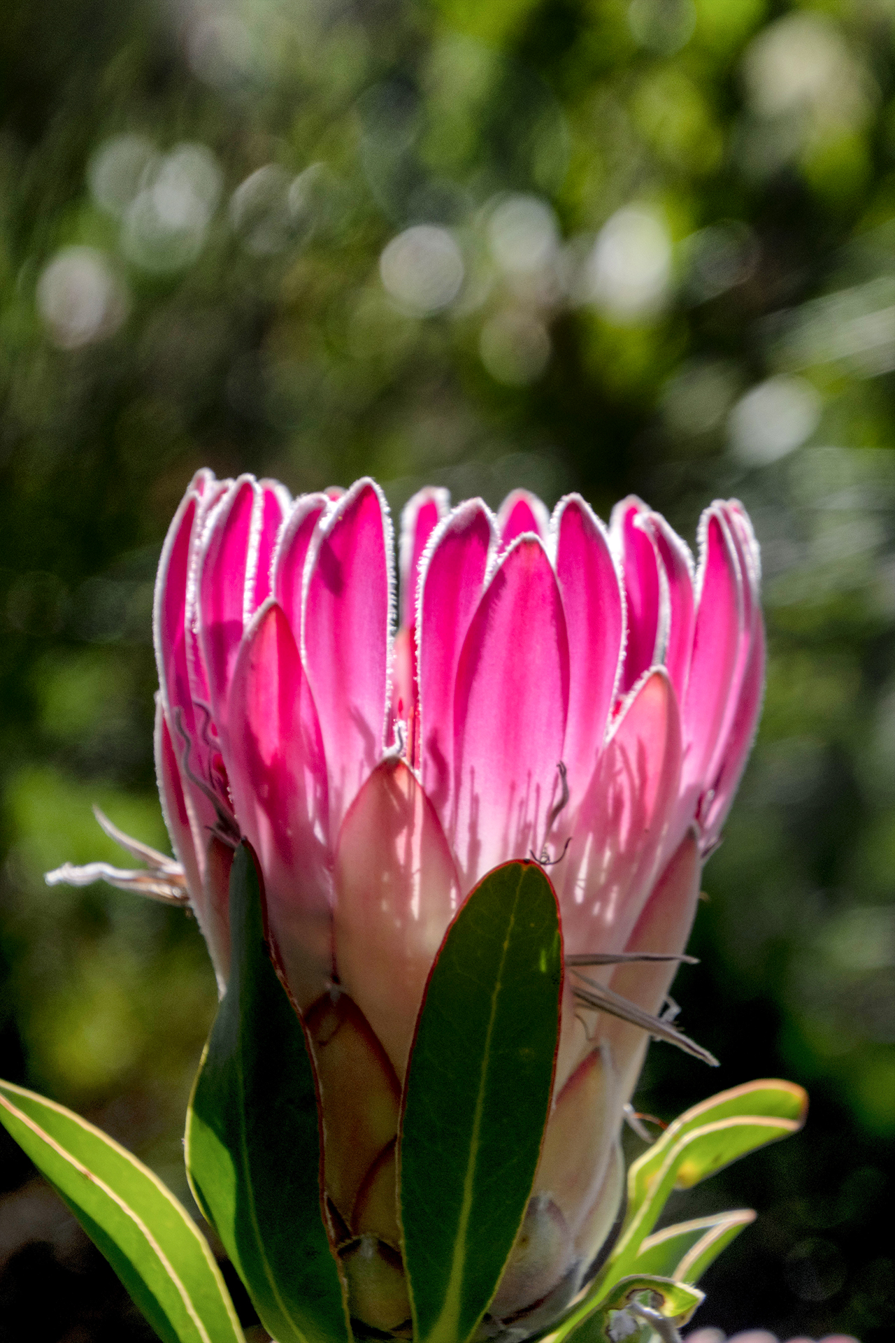 PROTEA 